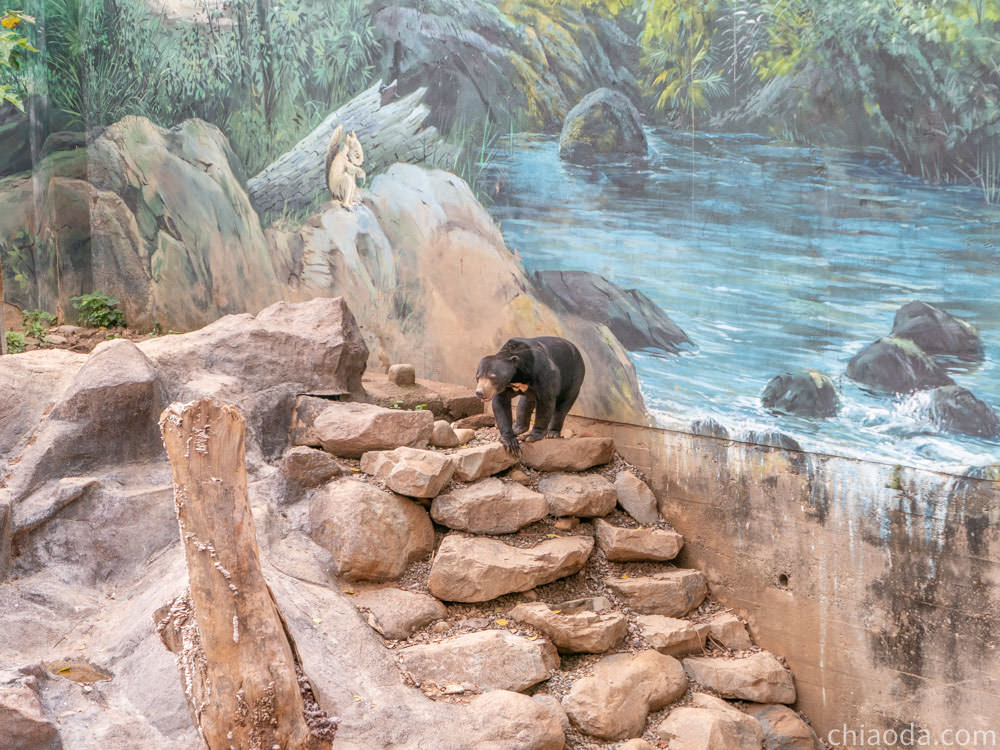 新竹市立動物園 馬來熊