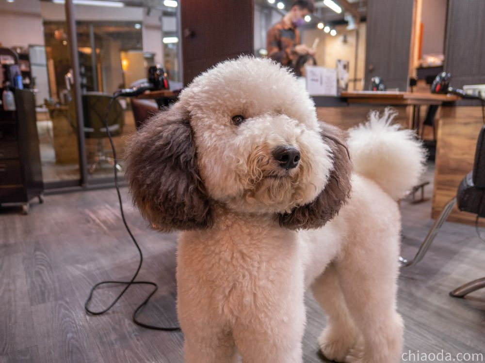 VS hair逢甲 店狗ㄉㄨㄞㄉㄨㄞ